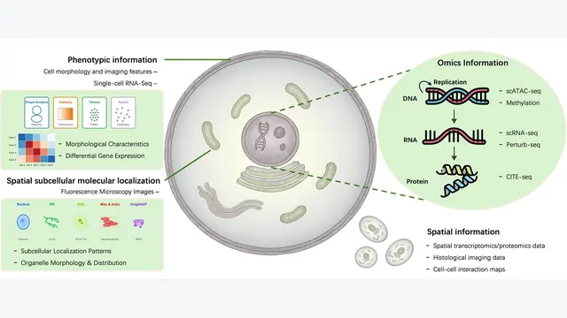 Large Language Models Meet Virtual Cell: A Survey