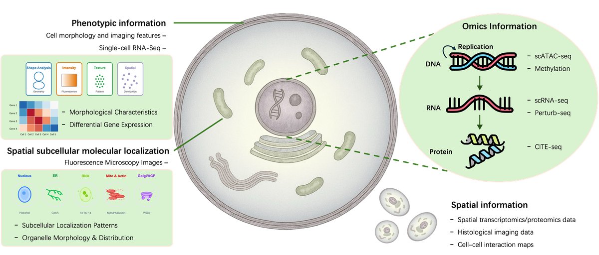 细胞的多尺度组织说明